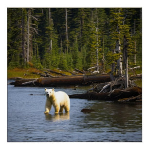 Póster Oso espiritual