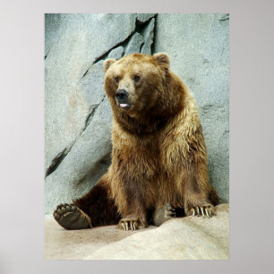 Póster Oso grizzly