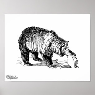 Póster Oso grizzly