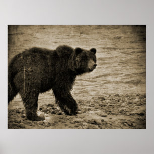 Póster Oso grizzly en antigüedad