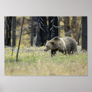 Póster Oso grizzly en campo