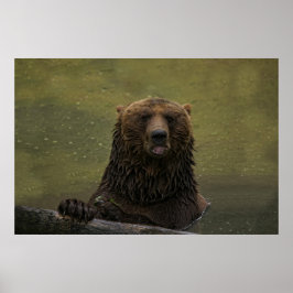 Póster Oso Grizzly En El Agua