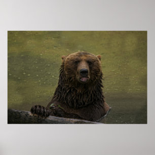 Póster Oso Grizzly En El Agua