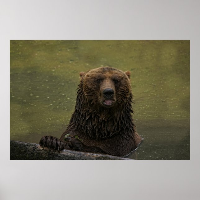 Póster Oso Grizzly En El Agua (Frente)