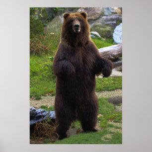 Póster Oso grizzly hermoso de Brown