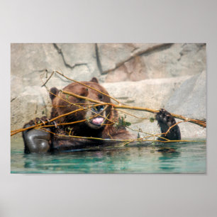 Póster Oso grizzly jugando en el agua
