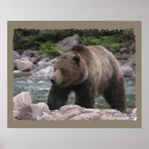 Póster Oso Grizzly - Pasteles