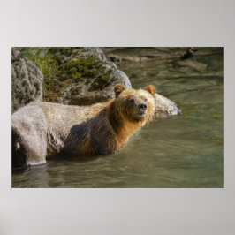 Póster Oso Grizzly Salvaje En El Río Orford
