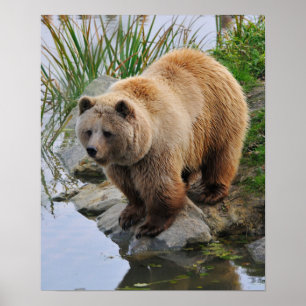 Póster Oso junto a un lago