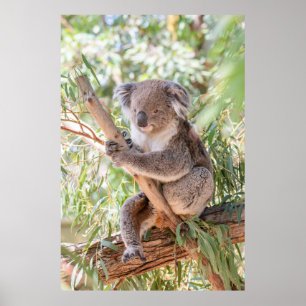 Póster Oso Koala