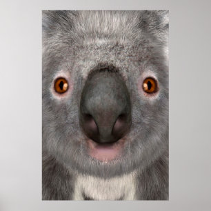 Póster Oso Koala