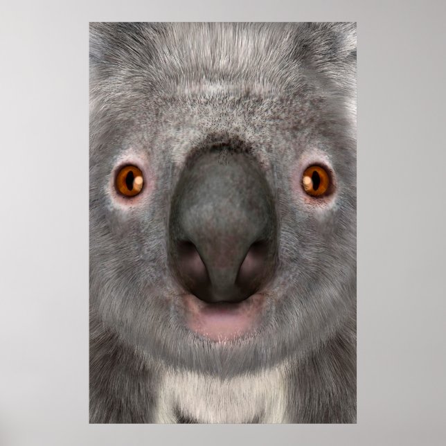 Póster Oso Koala (Frente)