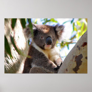 Póster Oso Koala Aussi Safari Paz Amor Naturaleza Destino