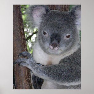 Póster Oso Koala Aussi Safari Paz Amor Naturaleza Destino