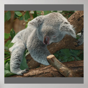 Póster Oso Koala Aussi Safari Paz Amor Naturaleza Destino