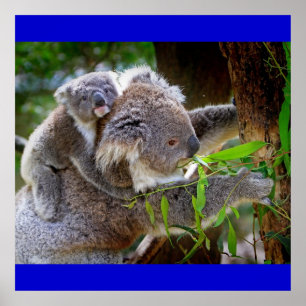Póster Oso Koala Aussi Safari Paz Amor Naturaleza Destino