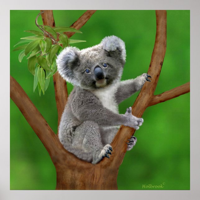 Póster Oso Koala, bebé de ojos azules (Frente)