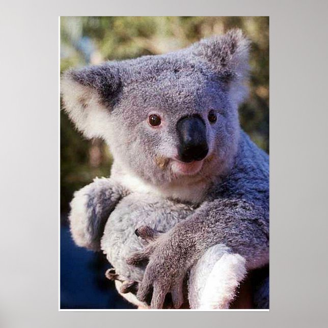 Póster Oso Koala Con Un Oso Koala (Frente)