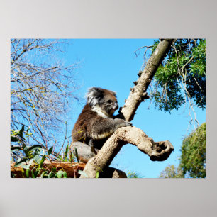 Póster Oso Koala En Árbol De Pino Antiguo, Poster