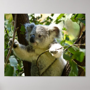Póster oso koala matorral australiano arbusto bosque trep