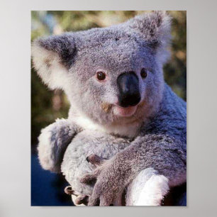 Póster Oso Koala Sosteniendo Un Oso Koala