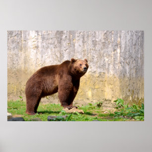 Póster Oso marrón