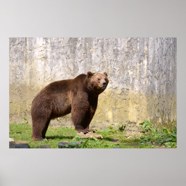 Póster Oso marrón (Frente)