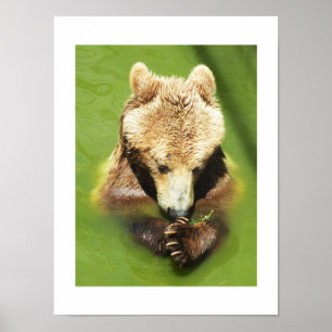 Póster Oso marrón en el agua