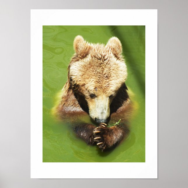 Póster Oso marrón en el agua (Frente)