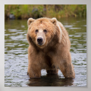 Póster Oso marrón kodiak grandioso
