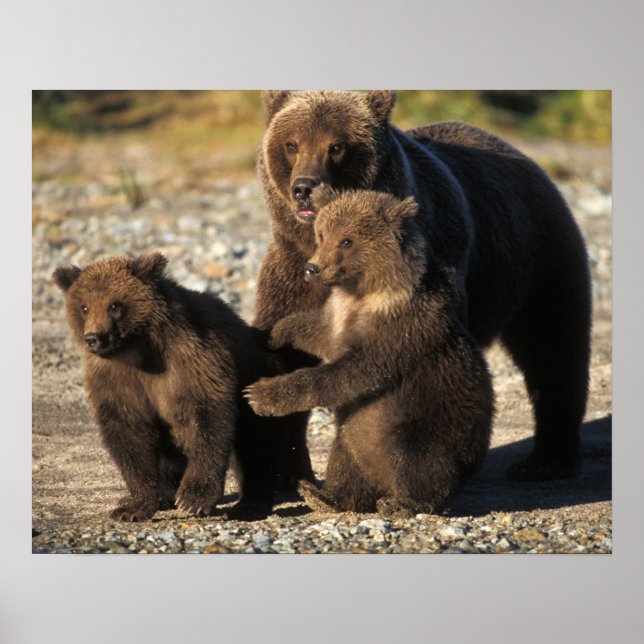 Póster Oso marrón, oso pardo, cerda con costillas en la c (Frente)