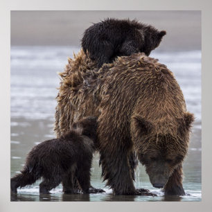 Póster Oso marrón   Parque nacional Lake Clark