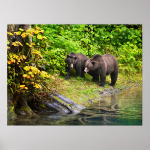 Póster Oso marrón y cachorro   Hyder, Alaska