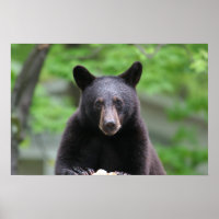 oso negro