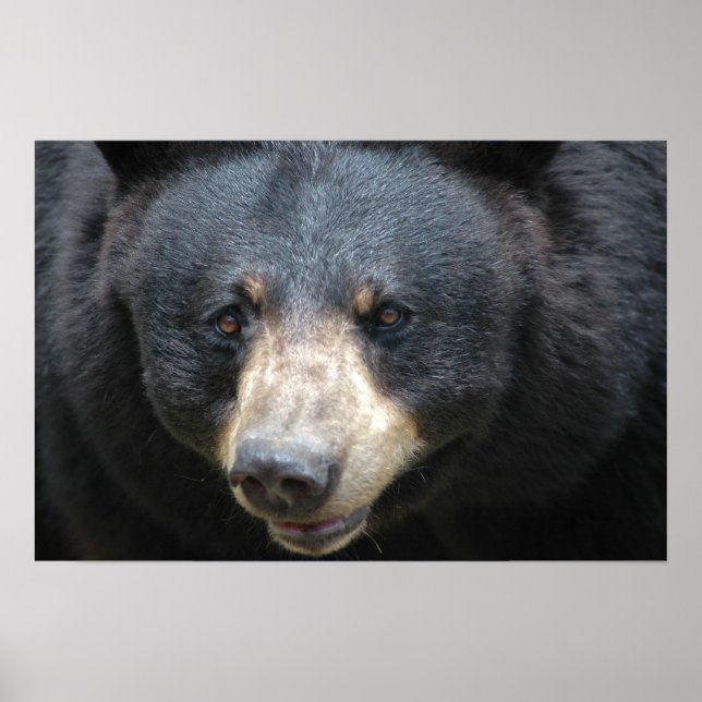 Póster Oso negro (Frente)