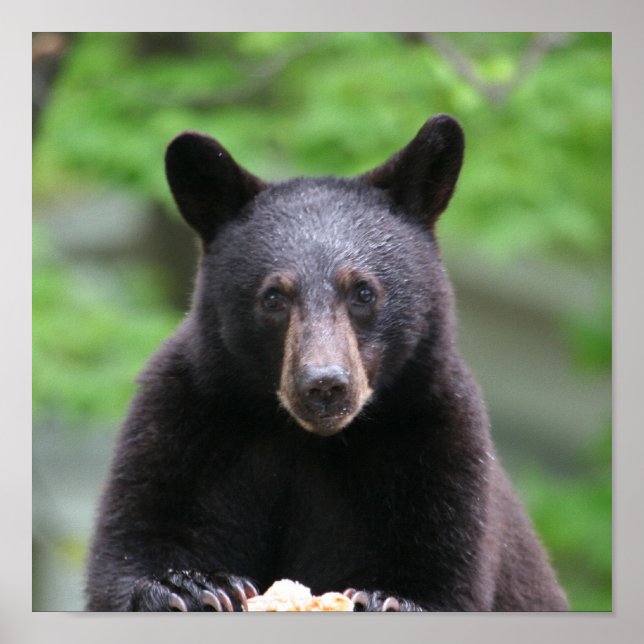 Póster oso negro (Frente)