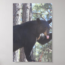 Oso negro