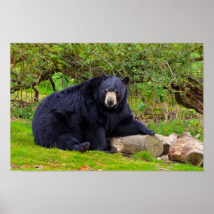 Póster Oso negro