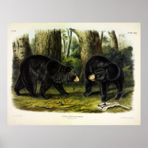 Póster Oso Negro Americano (Ursus Americanus) de Audubon