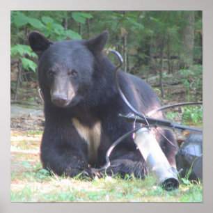 Póster Oso negro con tatuaje de corazón blanco