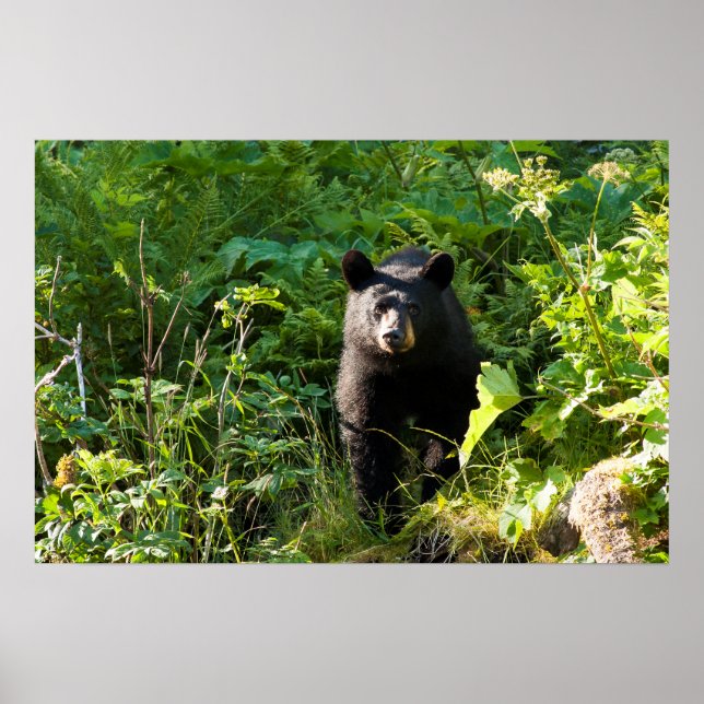 Póster Oso negro curioso (Frente)