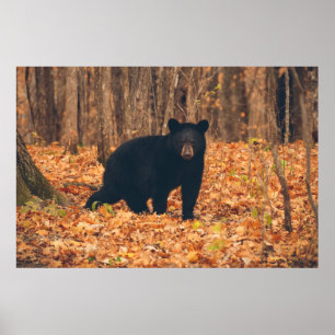 Póster Oso Negro en el bosque otoñal
