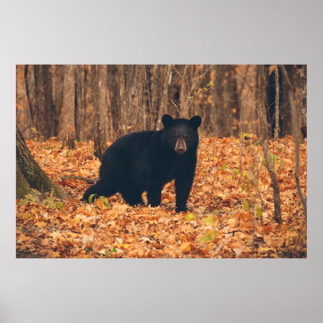 Póster Oso Negro en el bosque otoñal (Frente)