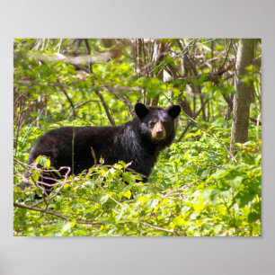 Póster Oso negro en el laurel