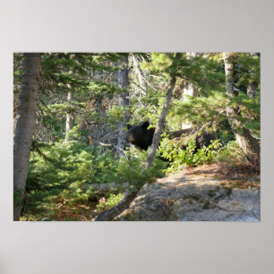 Póster Oso negro en Grand Teton