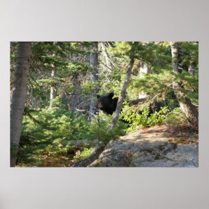 Póster Oso negro en Grand Teton
