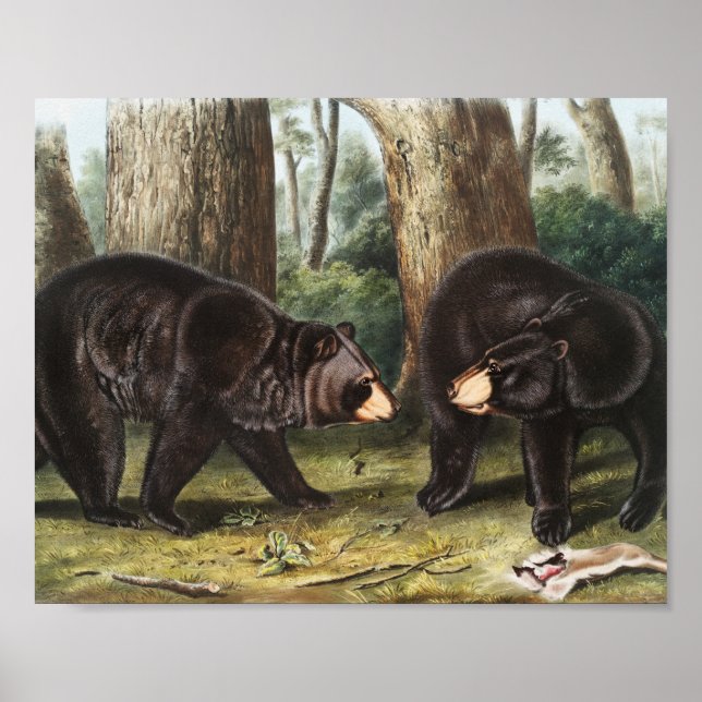 Póster Oso Negro Estadounidense Ilustracion Ursus America (Frente)