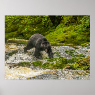 Póster Oso negro pescando Qua Creek Columbia Británica