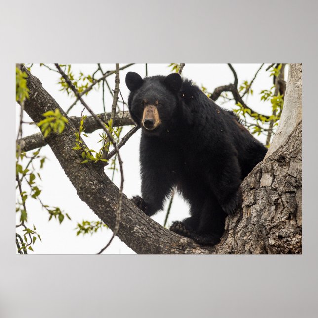 Póster Oso negro trepador (Frente)