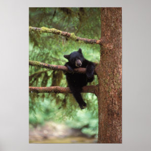 Póster oso negro, Ursus americanus, cría en un árbol